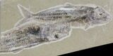 Two Cretaceous Fossil Fish (Scombroclupea) - Lebanon #112649-1